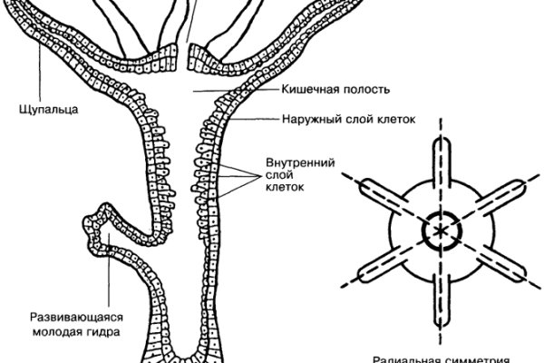 Кракен даркнет официальный сайт